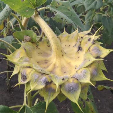 Что с подсолнечником?