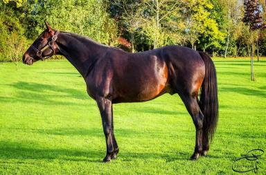 Американская стандартбредная 