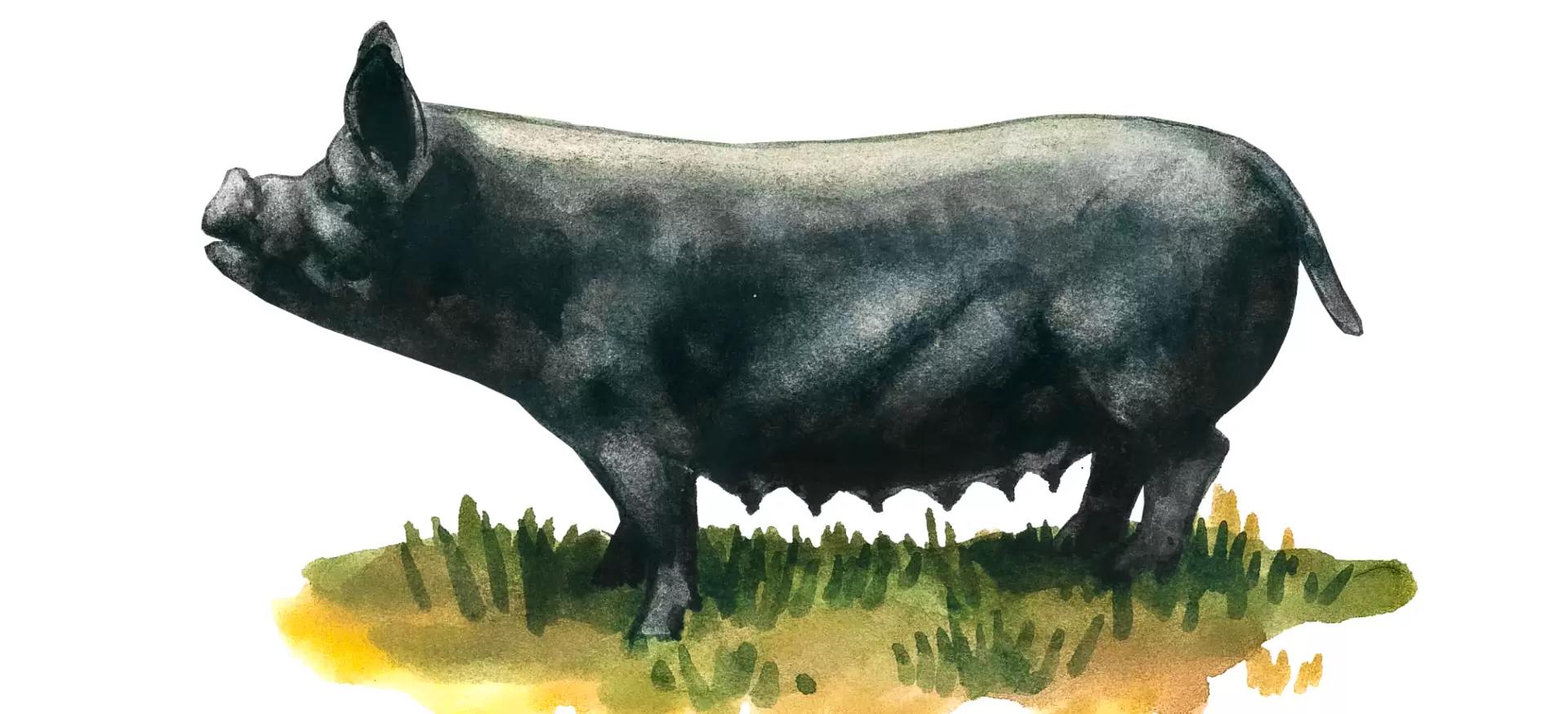 Курносая мурсийская (чато мурсиано) – порода свиней