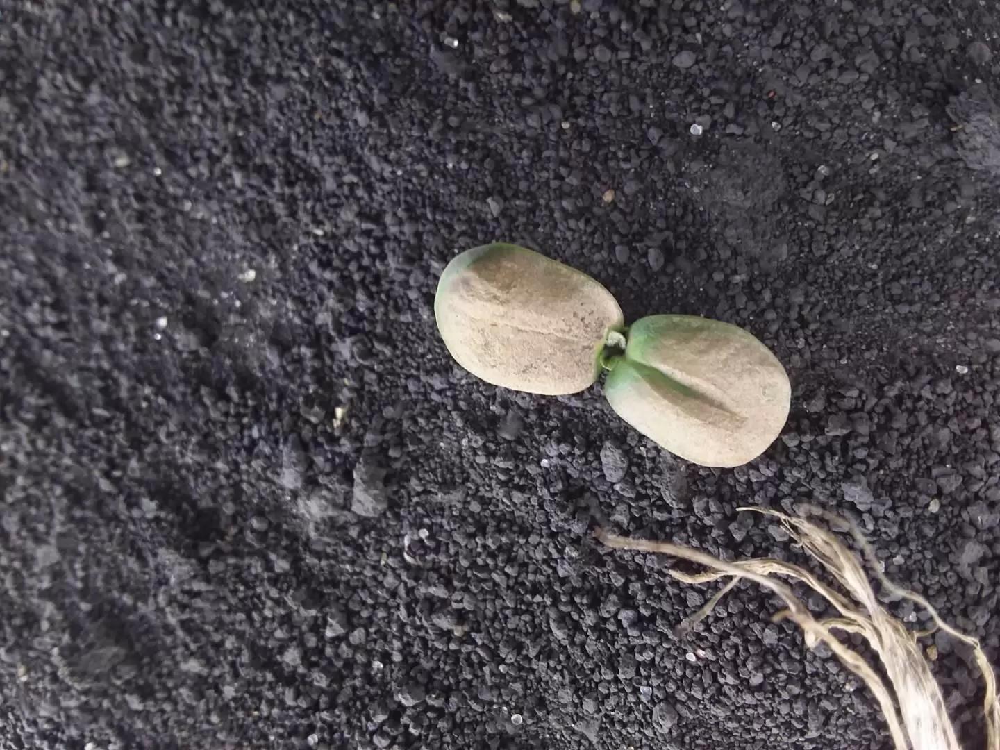 Ветровая эрозия почв