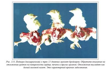 Вегад - Атлас болезней птицы. Ч. 23. Подагра