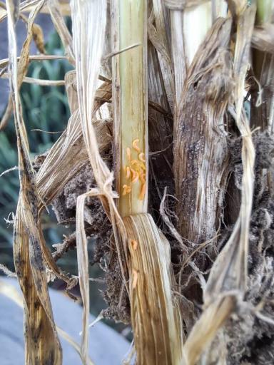 Что за вредитель?