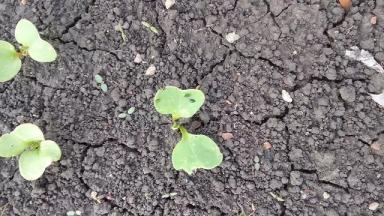 Крестоцветные блошки