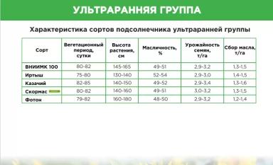 Казачий сорт подсолнечника