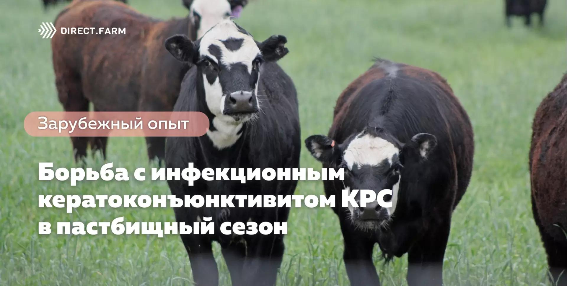 Борьба с инфекционным кератоконъюнктивитом КРС в пастбищный сезон