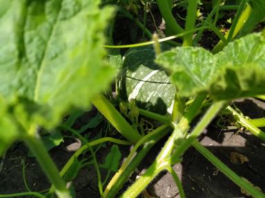 Органическая 🎃