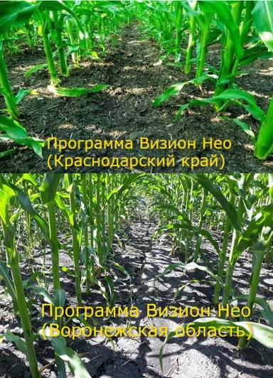 Новый взгляд на защиту кукурузы от компании ЮПЛ