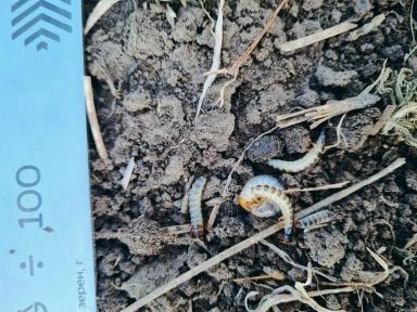 Хлебная жужелица, кто как борется?