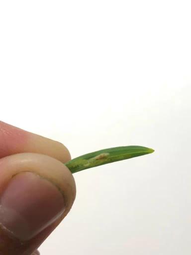 Вопросы из чатов: что за вредитель?