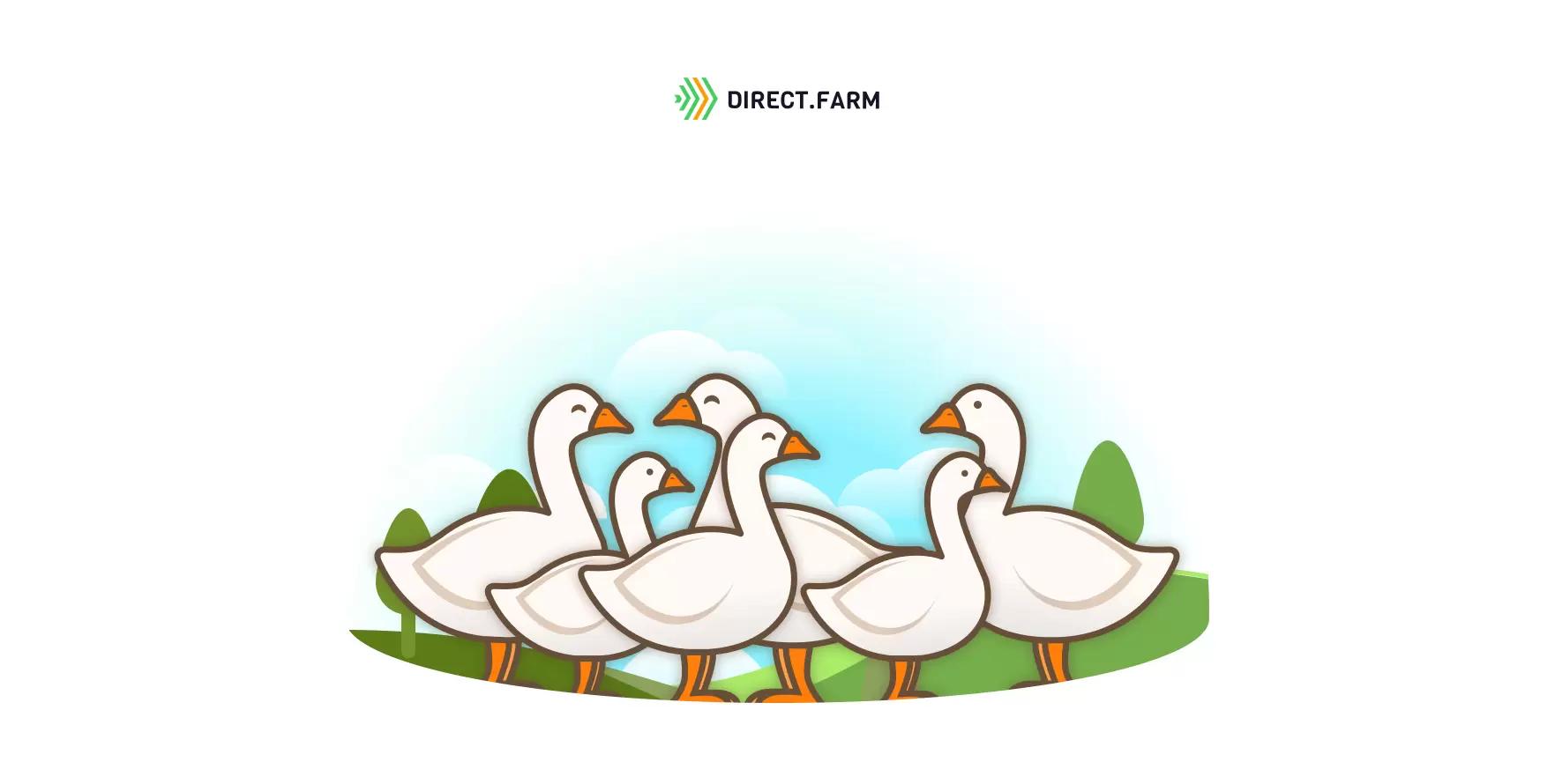 С чего начать в промышленном гусеводстве