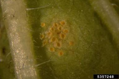 Ржавчина подсолнечника