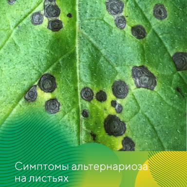 Контроль альтернариоза картофеля