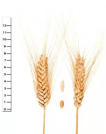 Круча сорт твердой озимой пшеницы