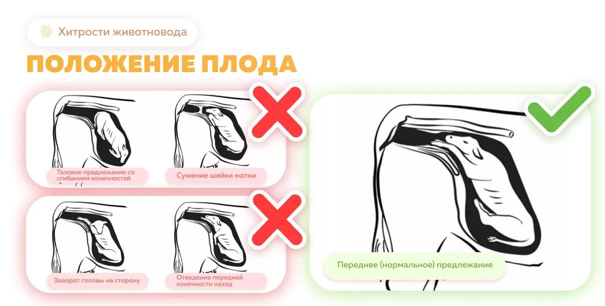 Когда вмешиваться в процесс отела КРС