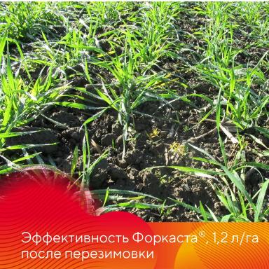Эффективность гербицида Форкаст®
