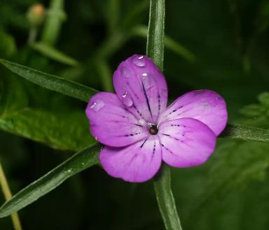 Куколь посевной, обыкновенный