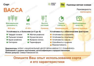 Васса сорт мягкой озимой пшеницы