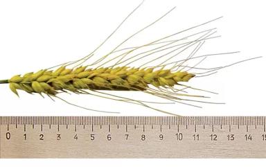 Московская 56