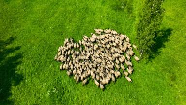 Романовская овца - разумное решение проблем на рынке мяса и мясных продуктов