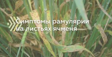 Как определить симптомы пятнистости листьев рамулярии у ячменя?