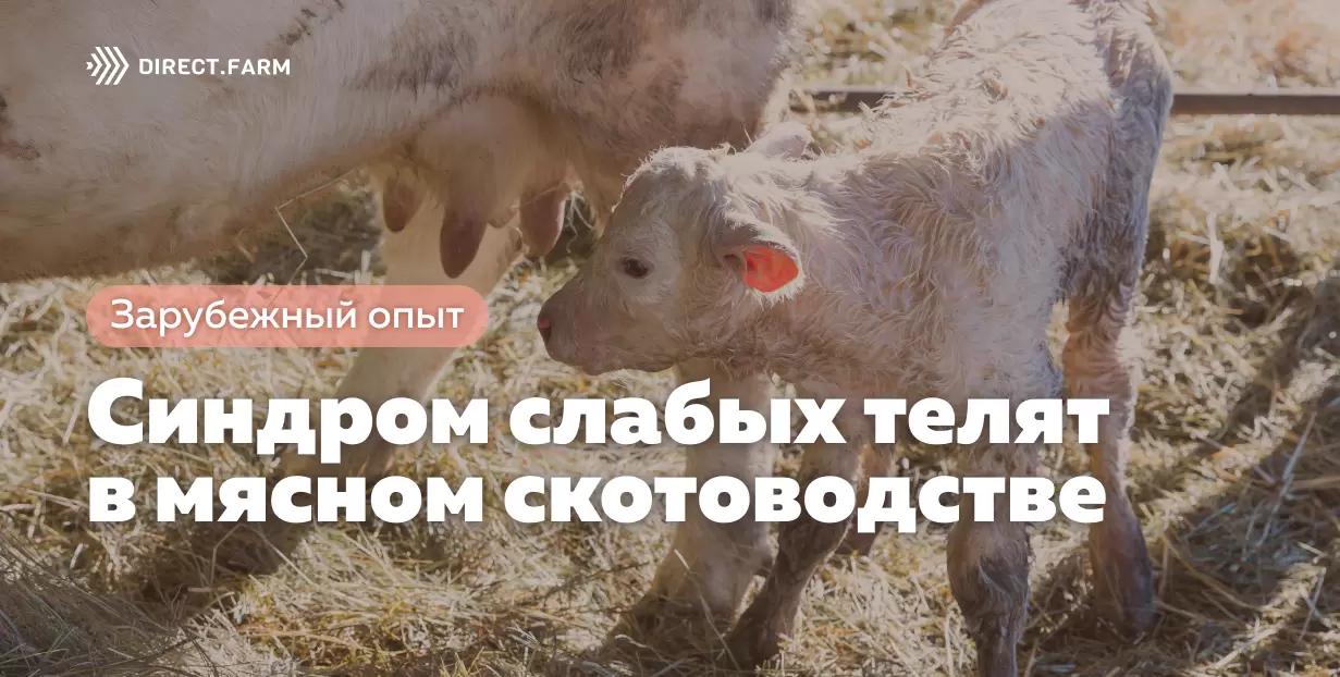 Синдром слабых телят в мясном скотоводстве