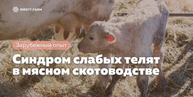 Синдром слабых телят в мясном скотоводстве