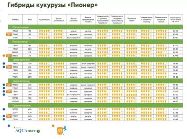 П 0023 - гибрид кукурузы Пионер