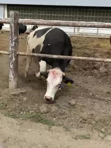 А Ваши коровы жуют (грызут) землю?