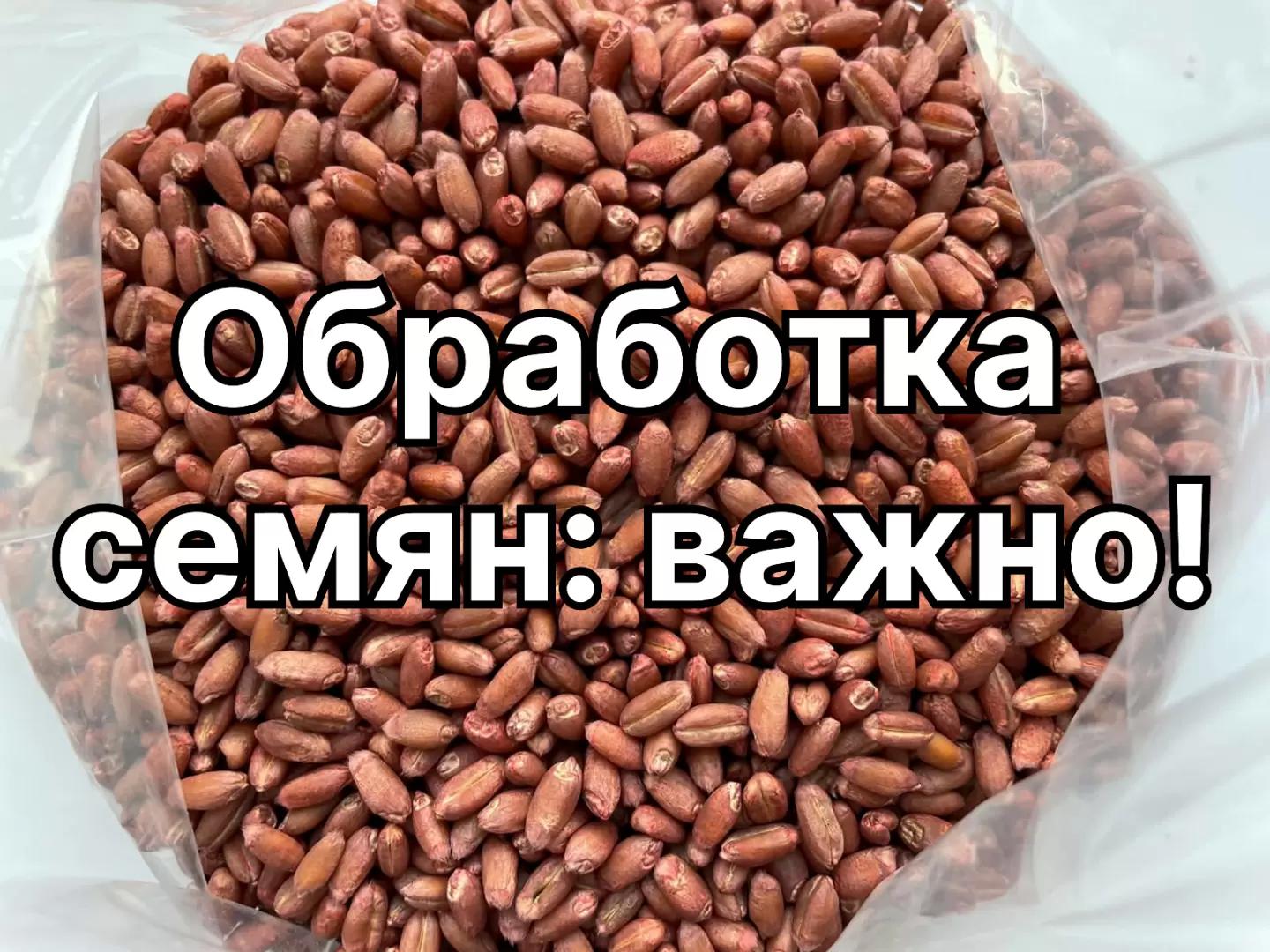 Обработка семян: важно помнить!