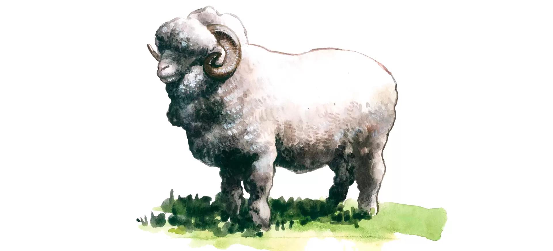 Джалгинский меринос - порода овец