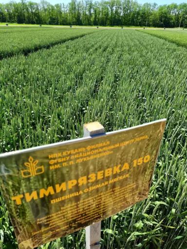 Тимирязевка 150