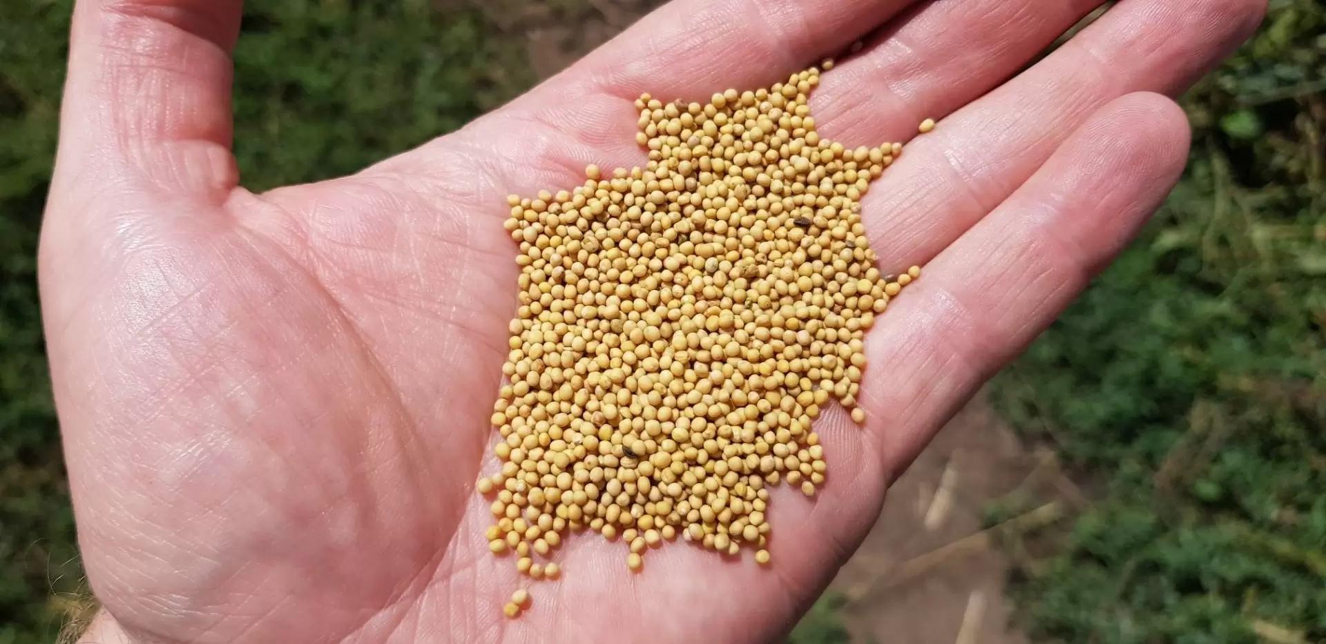 Минфин запретил льготную ставку НДС для семян, - теперь не повезло горчице