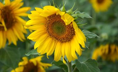 Иртыш ® сорт подсолнечника