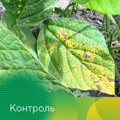 Фунгицидный протравитель Рондаш®: защита сои