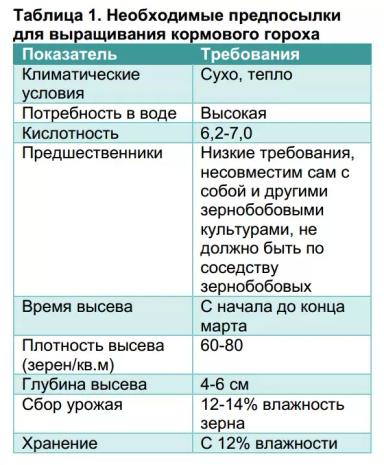 Кормовой горох в рационах свиней