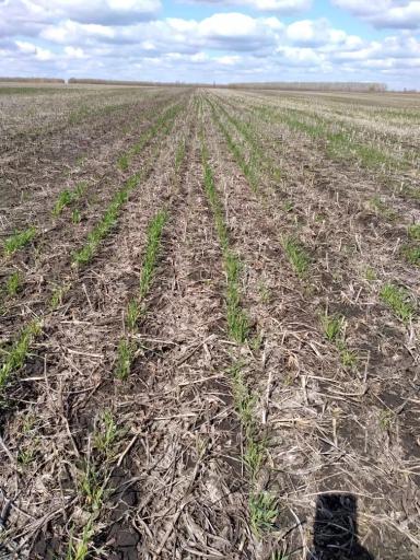 600 га озимых на пересев