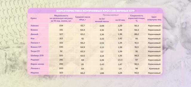 Как выбрать породу кур-несушек