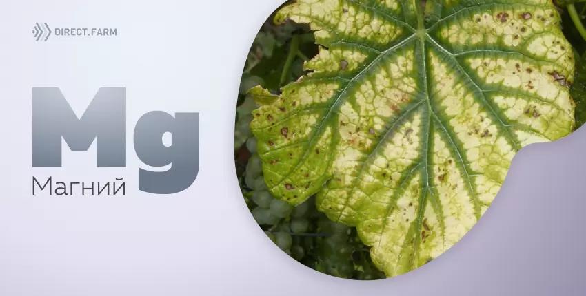 Магний в растениях и почве