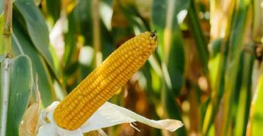 ЛГ 3490 (LG 3490) гибрид кукурузы