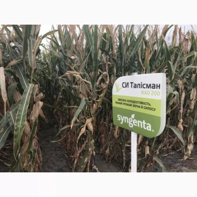 СИ Талисман - гибрид кукурузы ( Zea mays L.).