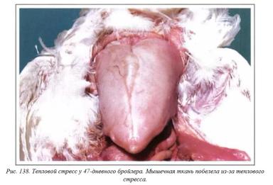 Вегад - Атлас болезней птицы. Ч. 28. Тепловой стресс