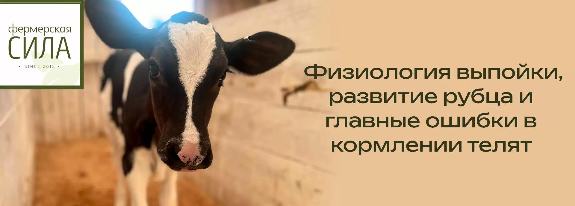 Физиология выпойки, развитие рубца и главные ошибки в кормлении телят