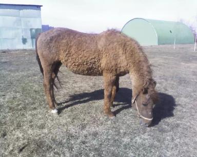 Локайская порода лошадей 