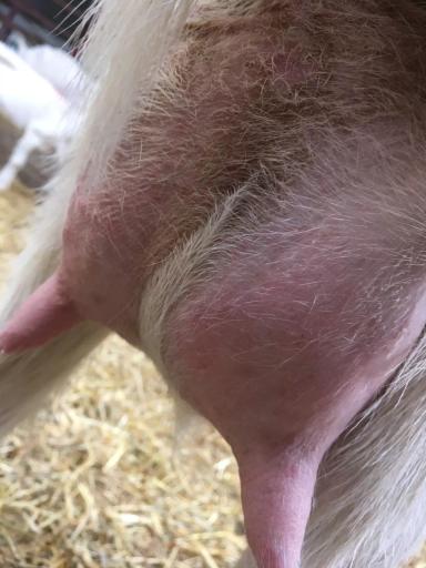 Что с выменем? 