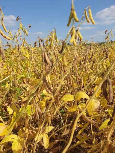 ☀️ Соя сегодня: результаты по СОКО, ТатНИИСХ и Чувашскому НИИСХ