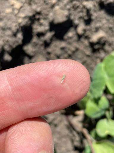 Вопросы из чатов: что за вредитель?