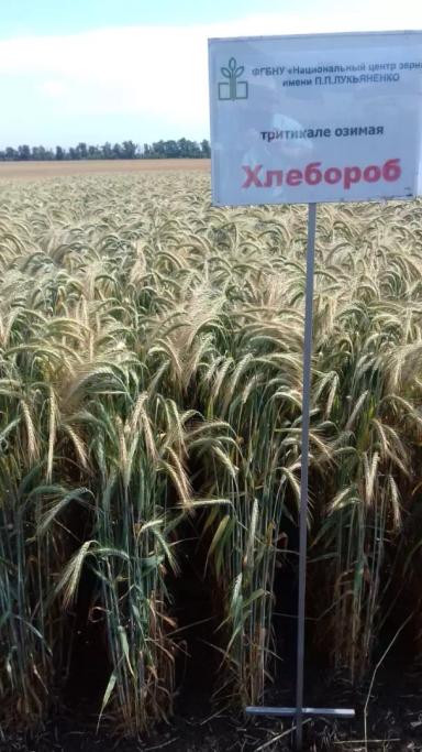 Хлебороб сорт озимой тритикале