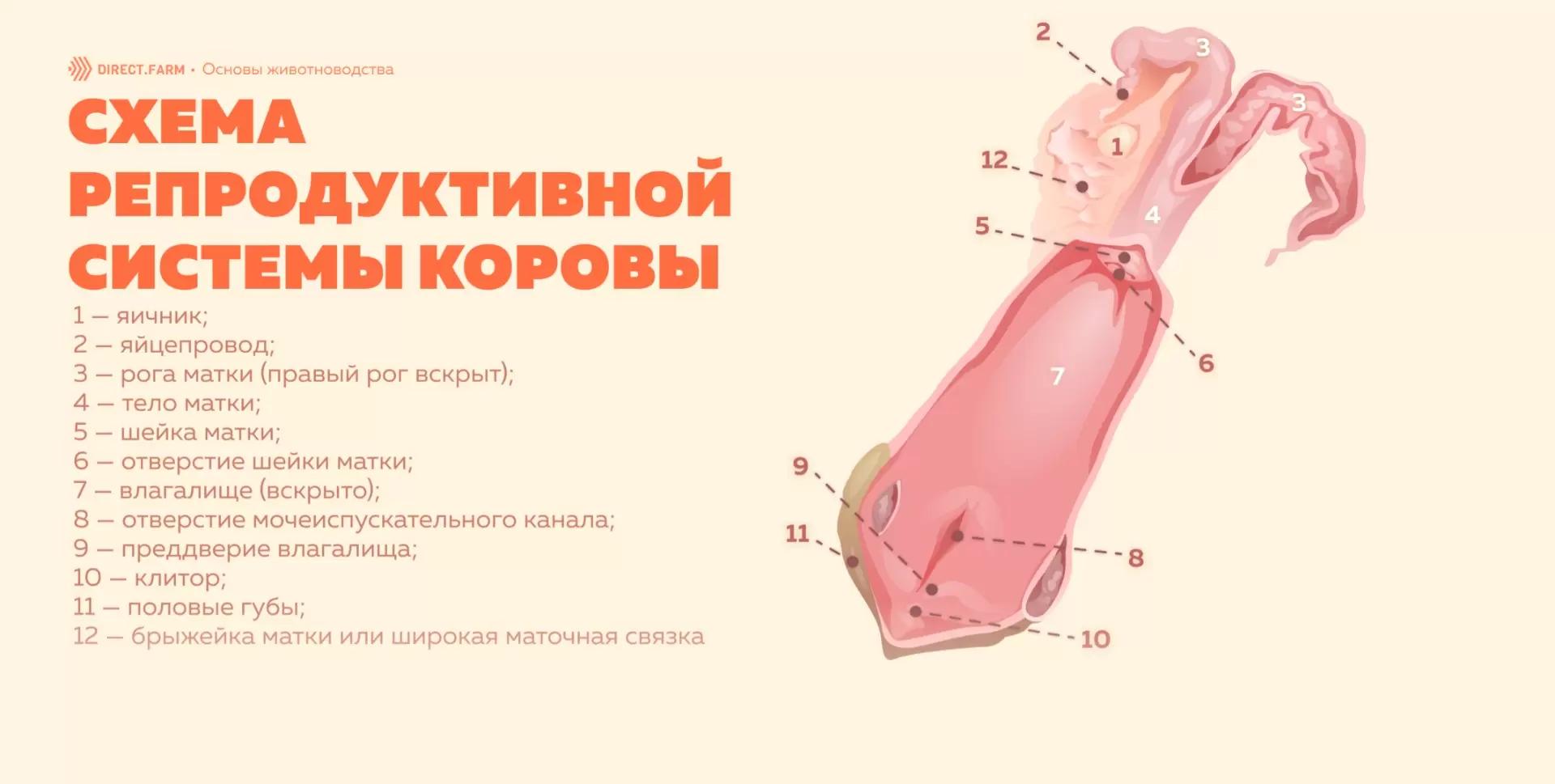 Репродуктивная система коровы