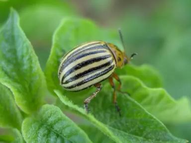 Угроза: Колорадский жук