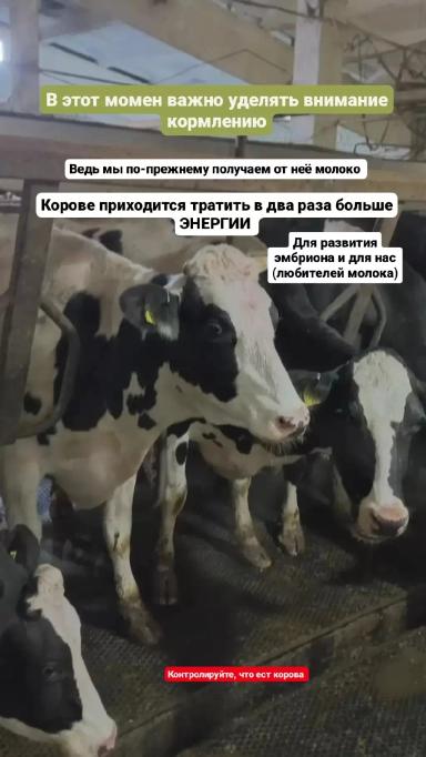 🌾 Искусство кормления: ключевой фактор здорового потомства 🌾